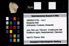 Foto (Objekt + Etikett) von Decapoda indet.  (NHMW-GEO-1990-0041-2706)
